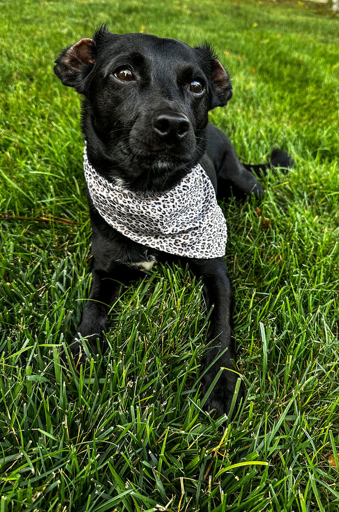 Dog wearing leopard print bandana by Miakoda. 