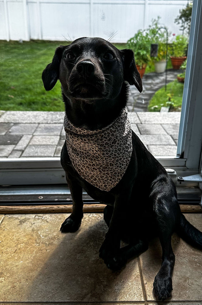Dog wearing leopard print bandana by Miakoda. 