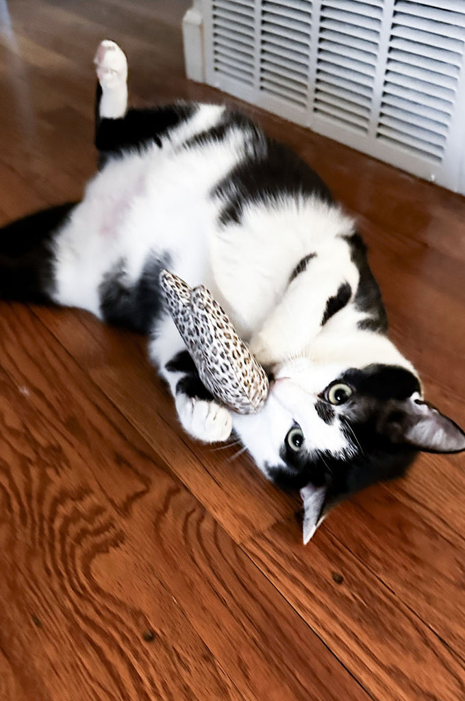 Cat playing with leopard print catnip toy by Miakoda. 